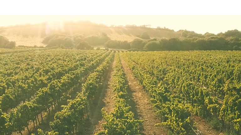 Bike routes combined with wine tourism