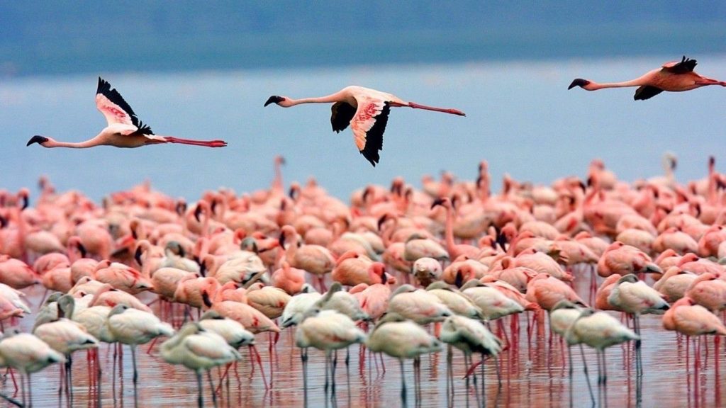 Photograph of the week: Flamingos