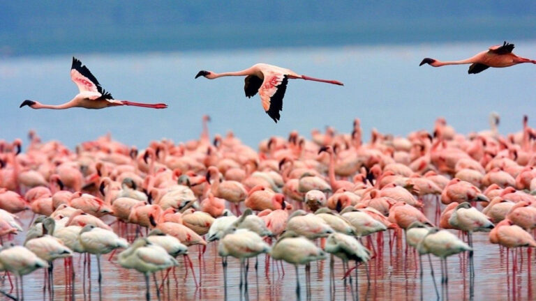 Photograph of the week: Flamingos at Olbia, Sardinia